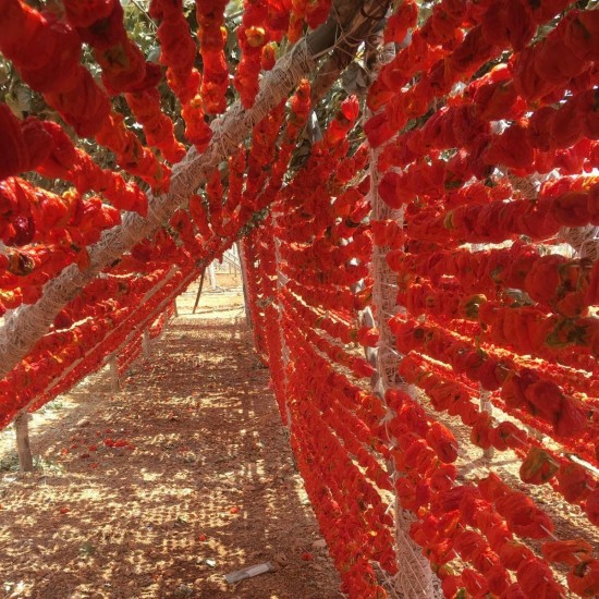 Antep Dolmalık Acı Bİber Kuruluğu (47-50) Adet