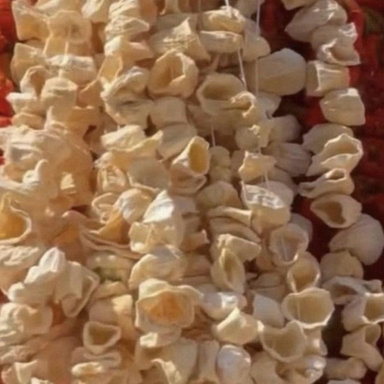 Antep Dolmalık Kabak  Kuruluğu (47-50) Adet