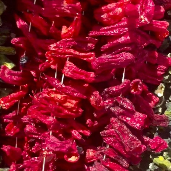 Antep Dolmalık Kapya Biber Kuruluğu (47-50) Adet